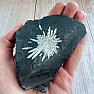 Chrysanthemum stone China 15