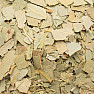 Eucalyptus leaves