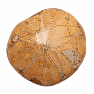Sea urchin - fossil