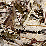 Yerba santa 20 g