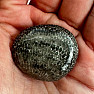 Black tumbled fossil coral Morocco 9