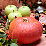 Nefertiti smoking blend Mabon - autumn equinox