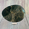 Septoria Dragon Egg Madagascar OS-8