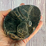 Septoria Dragon Egg Madagascar OS-8