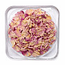 Roses - petals