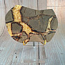 Polished Septoria slice 8