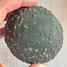 Septaria with pyrite China 3