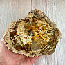 Petrified wood polished cut 13