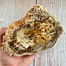 Petrified wood polished cut 13