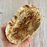 Petrified wood polished cut 15