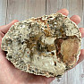 Petrified wood polished cut 16