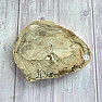 Petrified wood polished cut 18