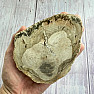 Petrified wood polished cut 18