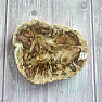 Petrified wood polished cut 19