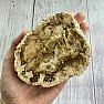 Petrified wood polished cut 19
