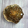 Petrified wood polished cut 22