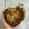 Petrified wood polished cut 22