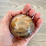 Petrified Wood Sphere Madagascar 22