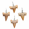 Shark tooth pendant